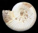 Perisphinctes Ammonite Fossil In Display Case #40013-1